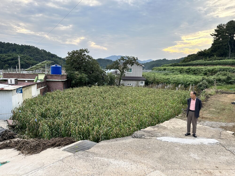 저녁의 밭